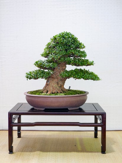 Quando.E.Come.Rinvasare.Il.Bonsai 1 i segreti per garantire la salute della pianta