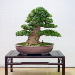 Come Fare Il Bonsai Di Glicine Guida passo dopo passo su come fare il bonsai di glicine con successo