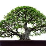 Guida passo-passo su come fare un boschetto bonsai