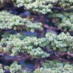 Quando Potare Bonsai Di Mirto consigli e tempistiche per prendersi cura di questa pianta