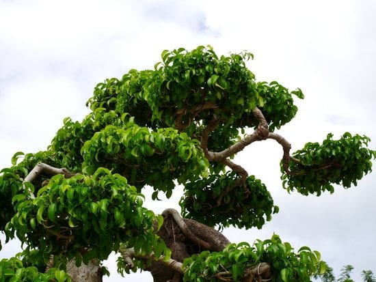 Scopri come potare il bonsai di ficus con semplici passaggi