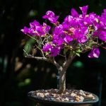 Come Potare Un Bonsai Ficus Benjamin Guida dettagliata su come potare un bonsai ficus benjamin per mantenere la forma desiderata