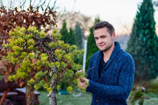 Come Coltivare Bonsai Di Quercia 1 Scopri come coltivare bonsai di quercia con questi semplici consigli per un giardino in miniatura