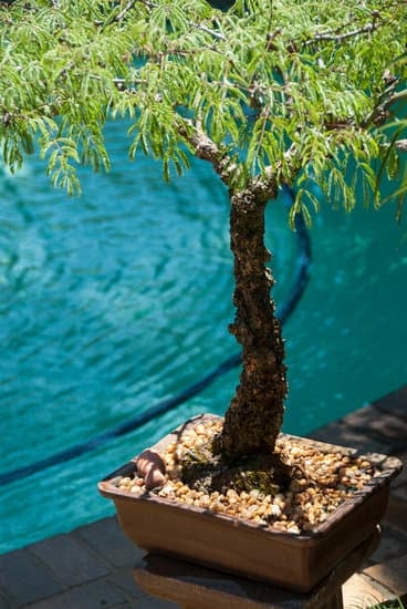 Scopri come usare le micorrize per migliorare la salute dei tuoi bonsai
