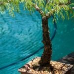 Come Riparare I Bonsai in Casa in Inverno 10 passi per riparare i bonsai in casa in inverno