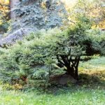 Come Realizzare Lapice Ad Un Bonsai Capitozzato Guida passo dopo passo per realizzare un lapide ad un bonsai capitozzato