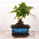 Quando Lavorare Il Mirto Bonsai primavera e autunno sono i momenti ideali