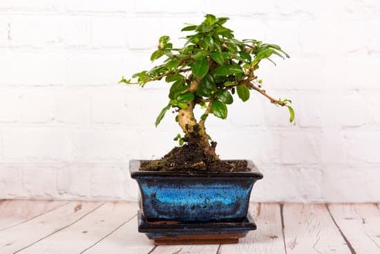 Quando Lavorare Il Mirto Bonsai 1 primavera e autunno sono i momenti ideali