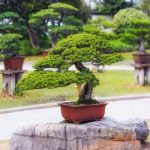 Come Fasre Bonsai Con Melo Da Fiore Guida dettagliata su come fare bonsai con melo da fiore