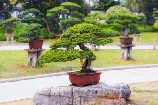 Come Fasre Bonsai Con Melo Da Fiore 1 Guida dettagliata su come fare bonsai con melo da fiore