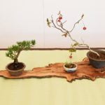 Come Creare Un Bonsai Di Rosmarino come creare un bonsai di rosmarino