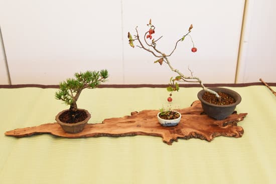 Come Creare Un Bonsai Di Rosmarino 1 come creare un bonsai di rosmarino