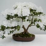Scopri quanto bagnare i bonsai per mantenerli sani e rigogliosi
