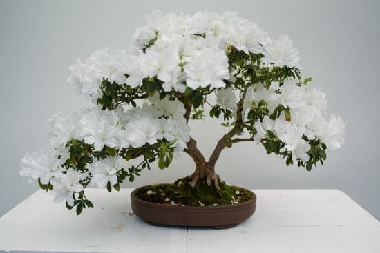 Scopri quanto bagnare i bonsai per mantenerli sani e rigogliosi