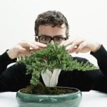 Come Disti Nguere Ficus Bonsai Da Ficus Normale dimensioni ridotte, potatura regolare, vaso piccolo