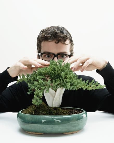 Come Disti Nguere Ficus Bonsai Da Ficus Normale 1 dimensioni ridotte, potatura regolare, vaso piccolo