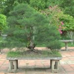 Come Tenere Bonsai Casa consigli pratici per la cura quotidiana