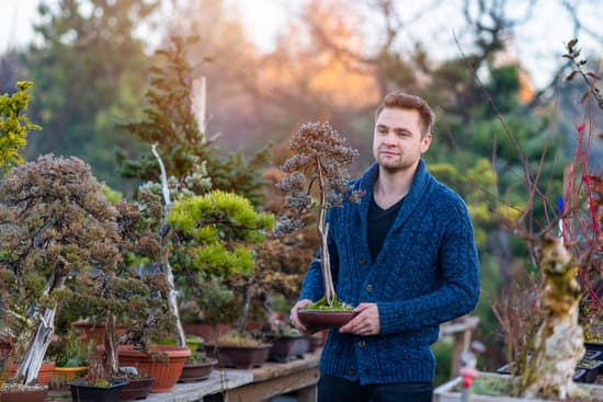Quanti Anni Da Prebonsai a Bonsai 1 Scopri la bellezza del bonsai in pochi anni da prebonsai a bonsai
