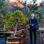 Chi Coltiva I Bonsai Frocio storia, tecniche e curiosità