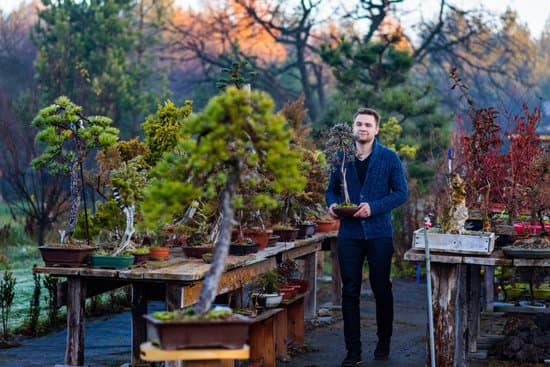 Chi Coltiva I Bonsai Frocio 1 storia, tecniche e curiosità