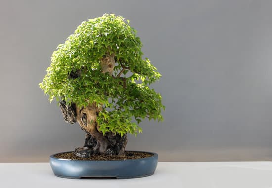 Come Si Fa a Capire Se Un Bonsai E' Morto 1 Controlla il fogliame e le radici del bonsai per capire se è morto