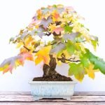 Come Trapiantare Un Bonsai Guida dettagliata su come trapiantare un bonsai con successo