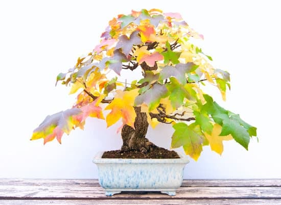 Come Trapiantare Un Bonsai 1 Guida dettagliata su come trapiantare un bonsai con successo