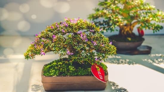 Scopri il momento giusto per potare i tuoi bonsai ficus per favorirne la crescita e la salute