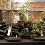 Come Potare Un Bonsai Albero Del Pepe Utilizza una boa affilata per potare un bonsai albero del pepe