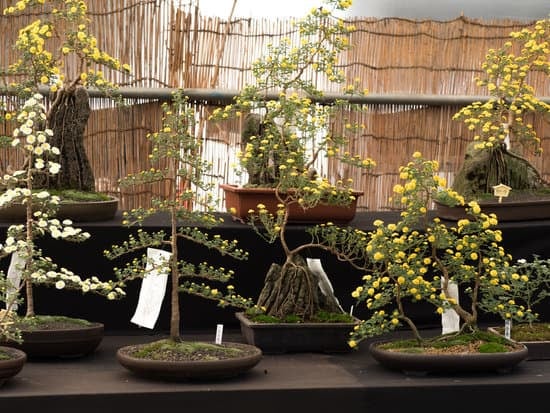 Utilizza una boa affilata per potare un bonsai albero del pepe