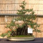 Come Potare Bonsai Ficus Microcarpa Guida pratica su come potare bonsai ficus microcarpa per mantenerne la forma e la salute