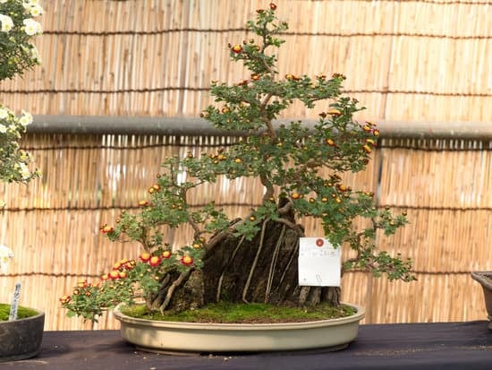 Come Potare Bonsai Ficus Microcarpa 1 Guida pratica su come potare bonsai ficus microcarpa per mantenerne la forma e la salute