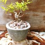 Scopri il segreto del numero di foglie di un bonsai medio