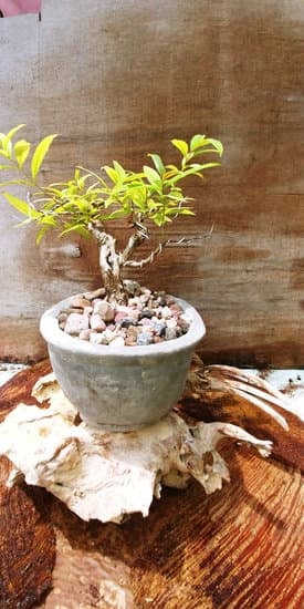 Quante Foglie Ha Un Bonsai Medio 1 Scopri il segreto del numero di foglie di un bonsai medio