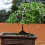 Come Arrestare La Caduta Delle Foglie Nel Bonsai Utilizza concime specifico per bonsai per fermare la caduta delle foglie