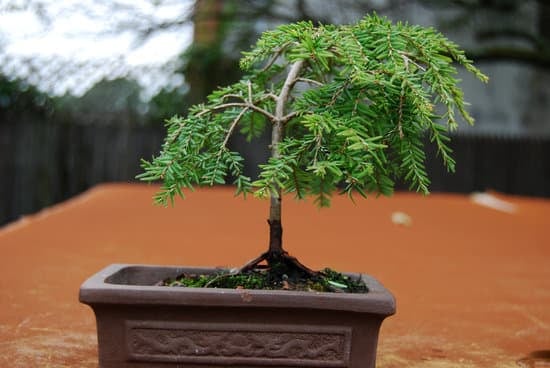 Come Arrestare La Caduta Delle Foglie Nel Bonsai 1 Utilizza concime specifico per bonsai per fermare la caduta delle foglie