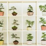 Come Pulire Le Foglie Dei Bonsai Utilizza un pennello morbido per pulire le foglie dei bonsai