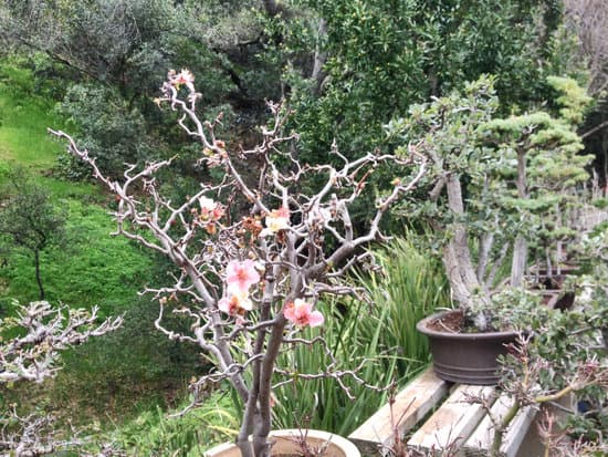 Come Potare I Bonsai 1 Scopri come potare i bonsai per mantenere la forma e la salute delle piante