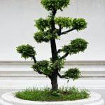 Come Proteggere Bonsai Dal Freddo Proteggi i bonsai dal freddo con teli speciali o serre per mantenere il calore