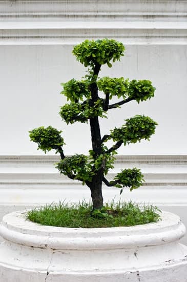 Proteggi i bonsai dal freddo con teli speciali o serre per mantenere il calore