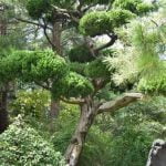 Come Coltivare Un Bonsai Dal Seme guida dettagliata