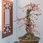 Come Concimare I Bonsai consigli su fertilizzanti specifici e tempi di applicazione