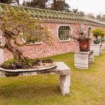 Come Infoltire Rami Bonsai Di Frassino Utilizzare concime specifico per favorire l'infoltimento dei rami del bonsai di frassino