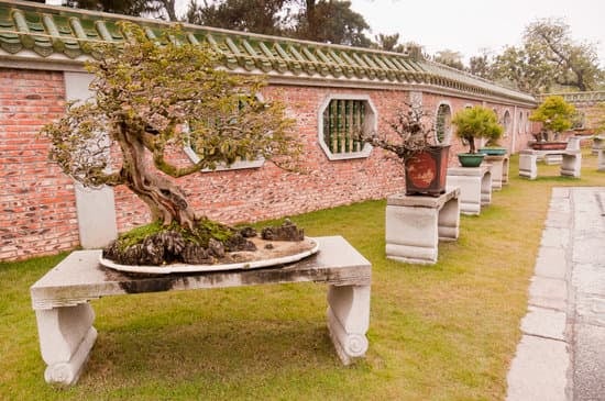 Utilizzare concime specifico per favorire l'infoltimento dei rami del bonsai di frassino