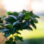 Guida dettagliata su come fissare piatto suibam alla roccia bonsai