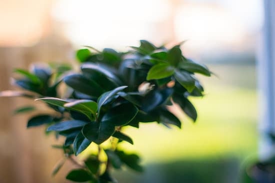 Come Fissare Piatto Suibam Alla Roccia Bonsai 1 Guida dettagliata su come fissare piatto suibam alla roccia bonsai