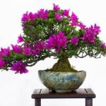 Quale Terriccio Usare Per Bonsai Scopri quale terriccio usare per bonsai e assicura una crescita sana e robusta