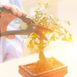 Guarda il video su come potare un bonsai di olivo per una guida dettagliata