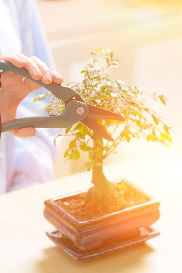 Come Potare Un Bonsai Di Olivo Video 1 Guarda il video su come potare un bonsai di olivo per una guida dettagliata