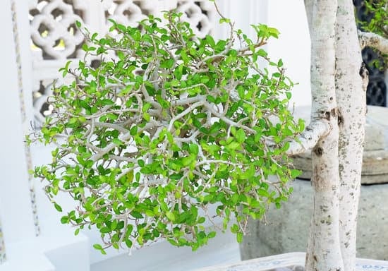 consigli, tecniche e segreti per una potatura perfetta